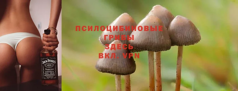 Псилоцибиновые грибы Cubensis Гагарин